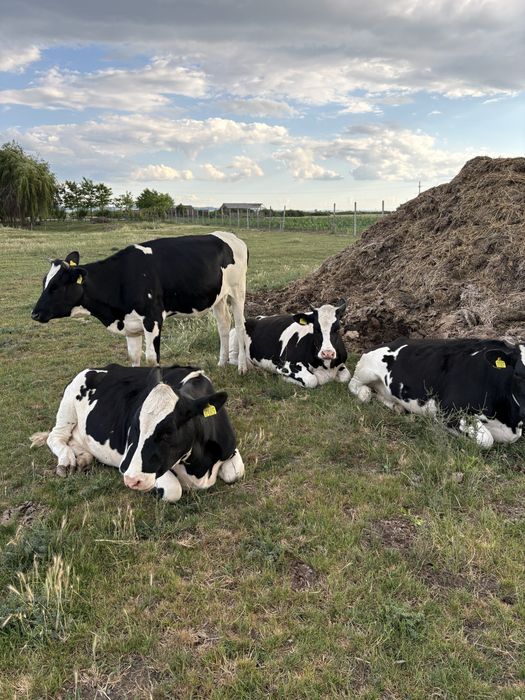 Juninci holstein cu pedigree