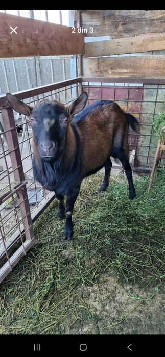 Țap Alpin Francez original rasă pură ciut genetic
