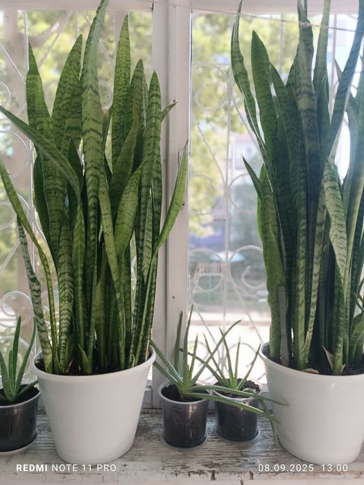 Продаются Комнатные цветы