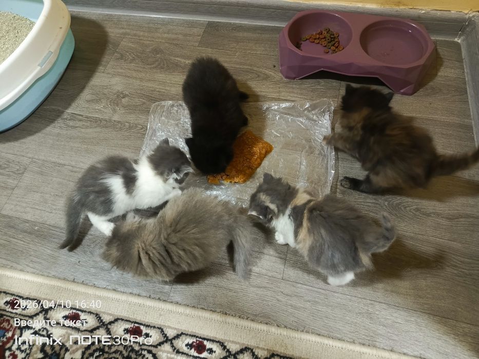 Домашние котята раздам только в добрые руки