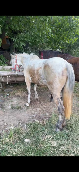 Vand schimb cu alti cai doua iepe de 8 9 ani