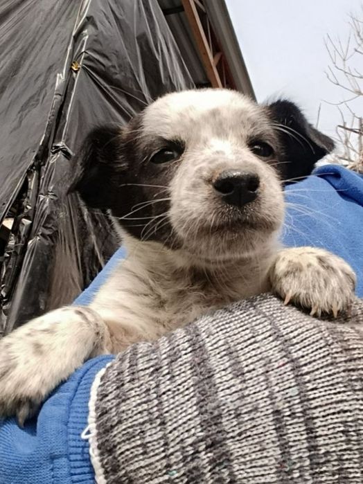 Щенок девочка в добрые руки