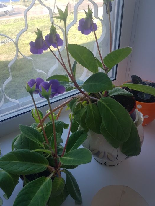 Коллекция комнатных цветов