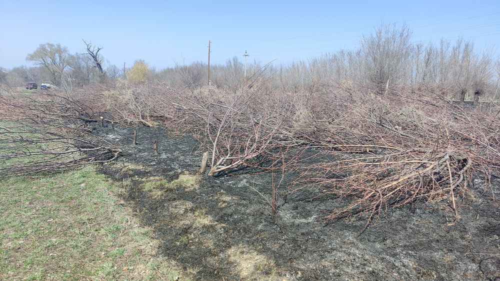 Дрова самовывоз яблоня