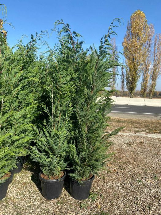 Plante Ornamentale Orice Dimensiune si Specie