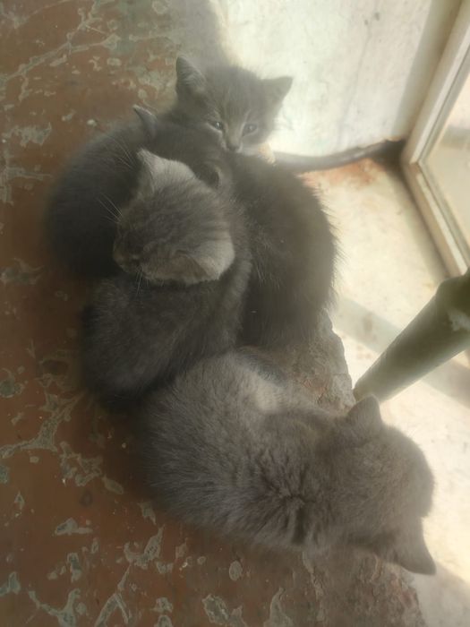 Отдам котят в добрые руки,и девочки и мальчики