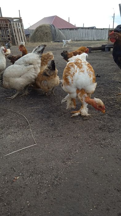 Продам молодых петушков