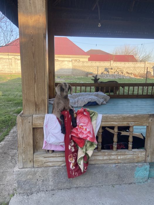 Сауын ешкі лағымен