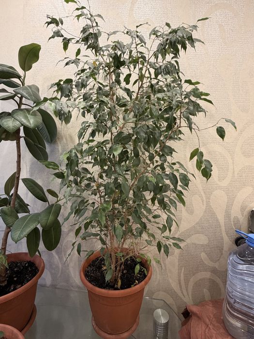 Продам комнатные растения.