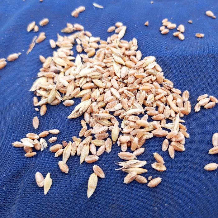 Пшеница для скот