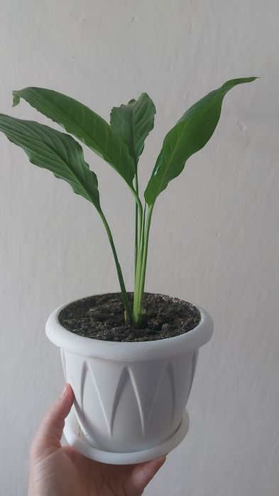 Продам цветок "Женское счастье"