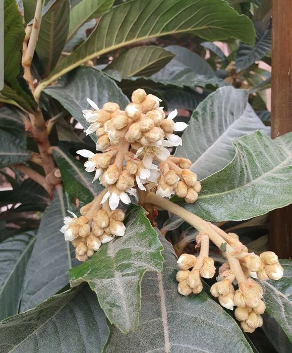 Японска мушмула - фиданки