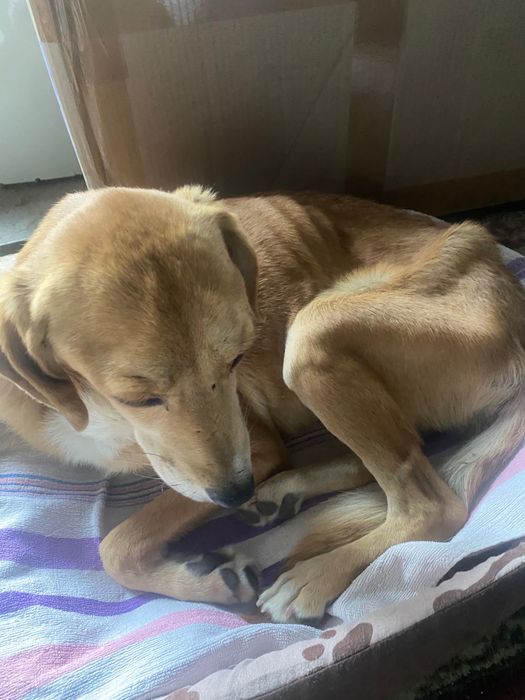 Câine spre adoptie