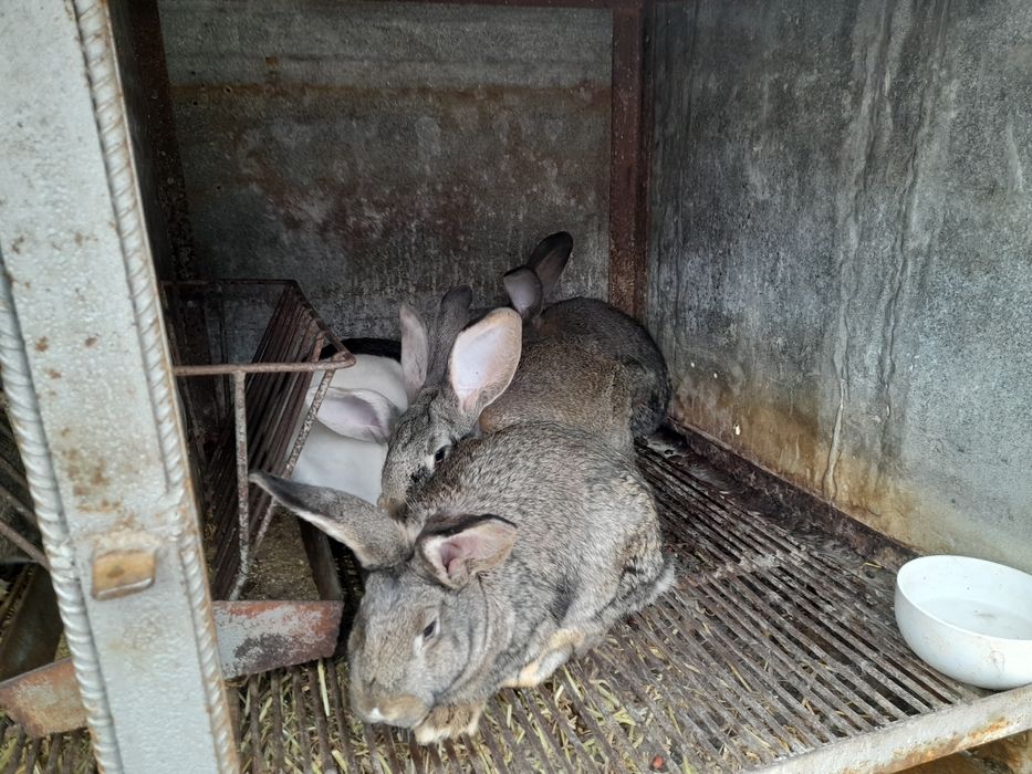 Зайци  замразени за   месо20 евро.Малки зайчета на 3 месеца 15евро