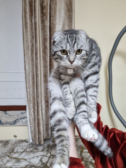 Mushuk (Scottish Fold) sotiladi