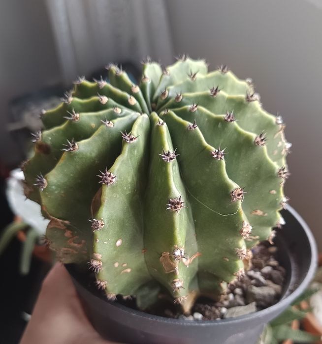 Cactuși și suculente exemplare mari