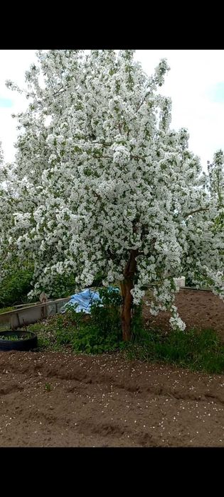 Продам Дачу. Сад Металлург
