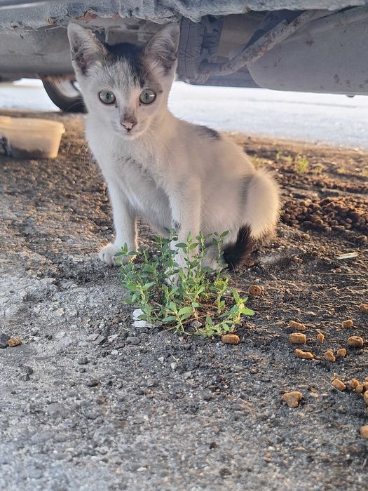 Подарявам мъжко котенце