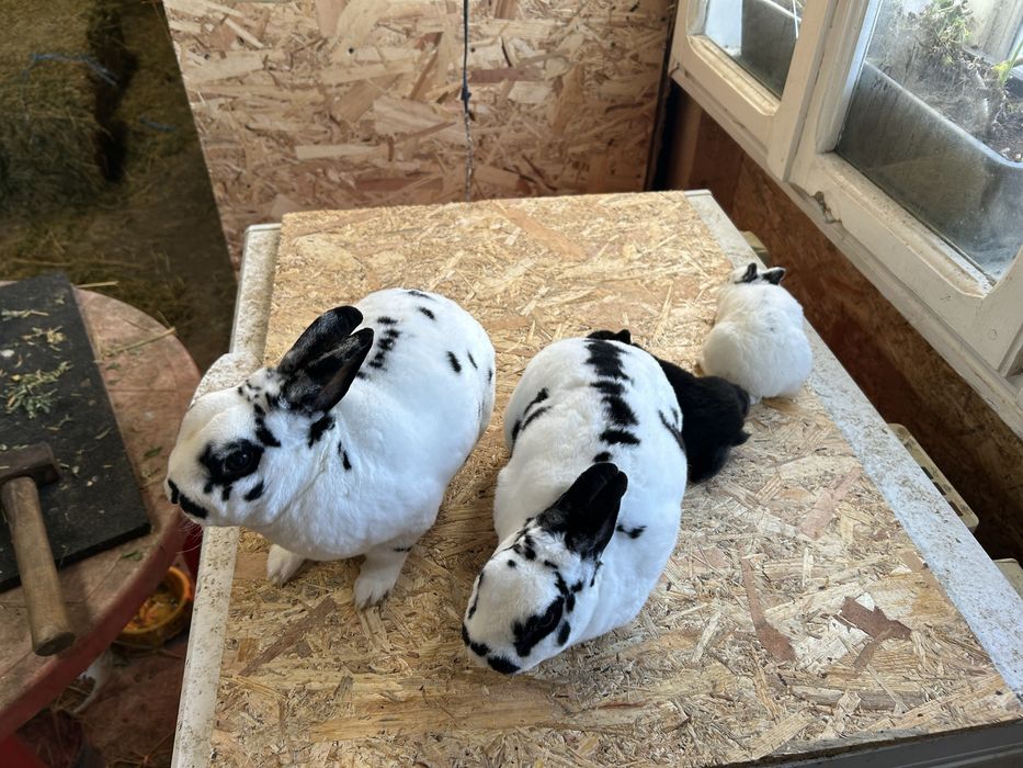 Iepuri Rex pitic perechi