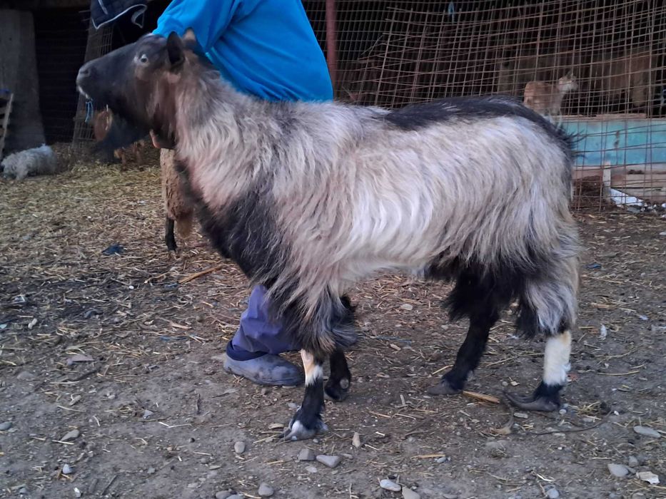 Tap metis de vanzare in varsta de 2 ani  + 3 ieduti de rasa saanen din capra foarte buna de lapte