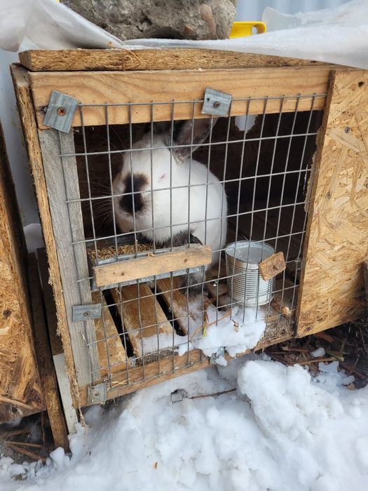 Продам кроликов Калифорнийских