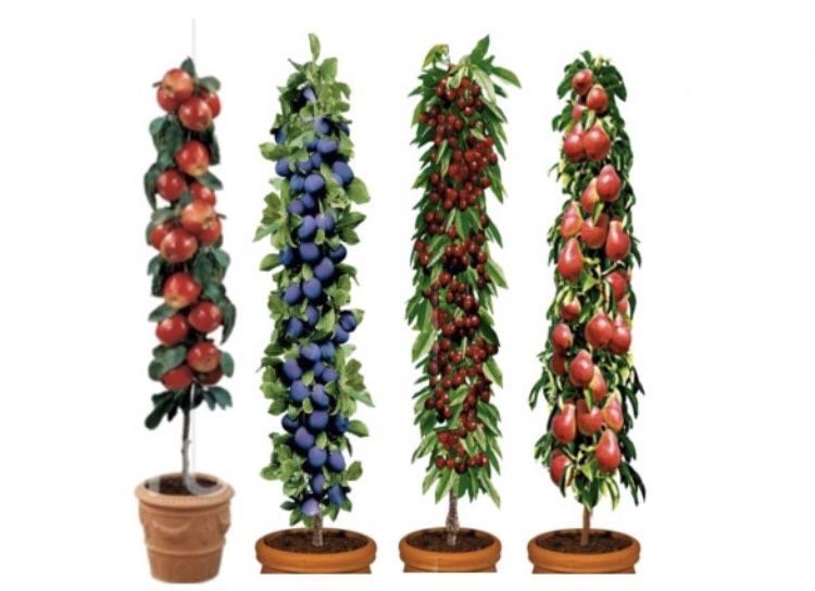 Pomi columnari fructiferi