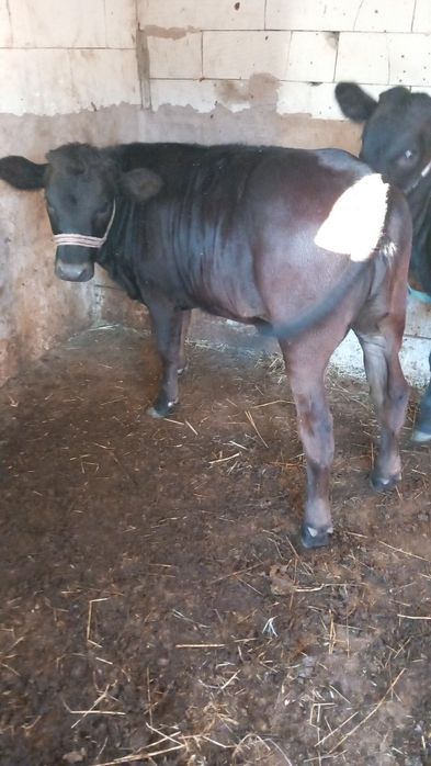 Doua vitele angus 220 kg și 180 kg