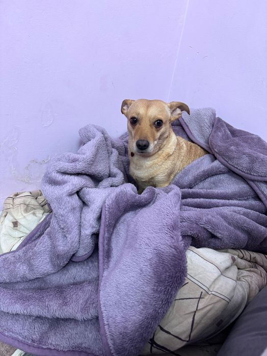 Подарявам женско куче