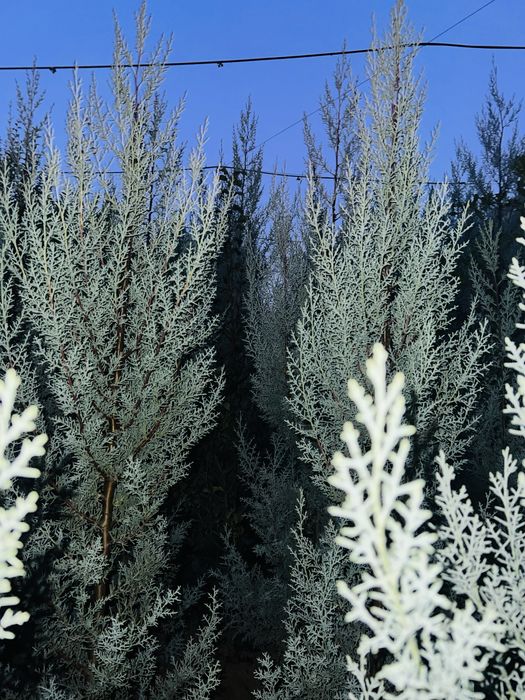 Кипарис Аризонка ва Еллар  сотувда бор