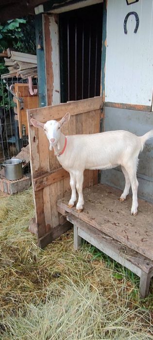 Capre de vanzare Alpin Francez si Saanen