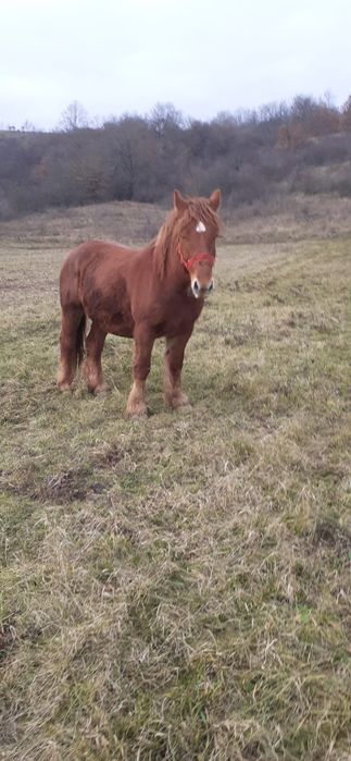 Vând iapă de 6 ani, gestantă