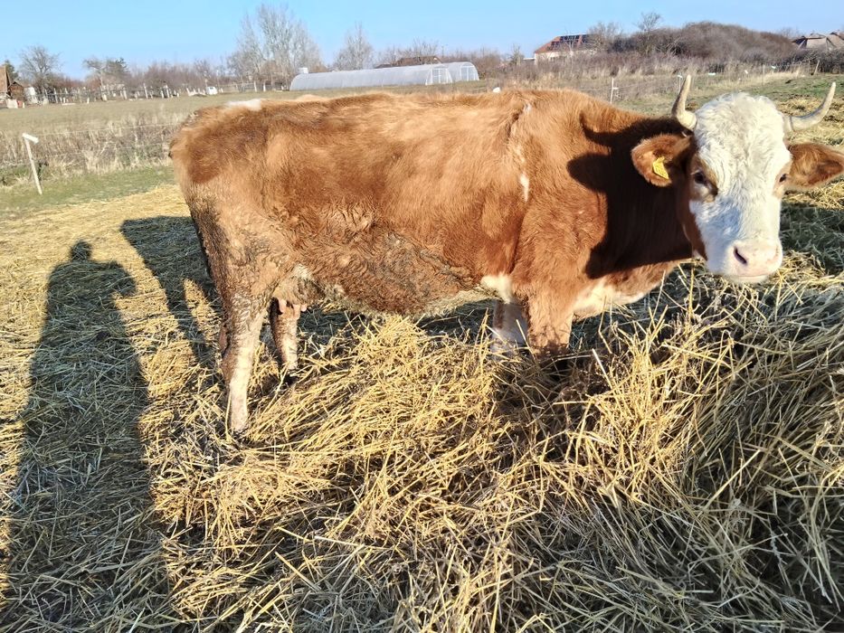 4 vacii de abator de vânzare