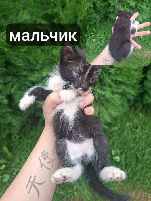 Котята в добрые руки