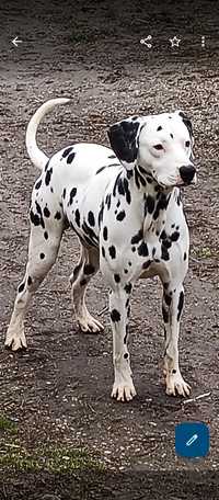 Dalmatian olx sales