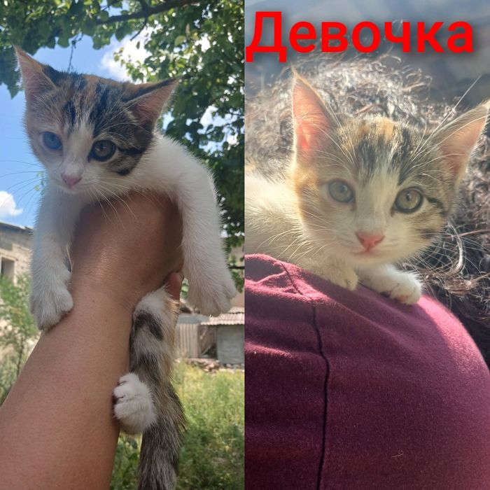 Котята в добрые ответственные руки
