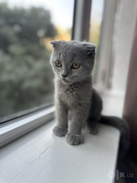 Котенок. Шотландский вислоухий мальчик, 3 месяца