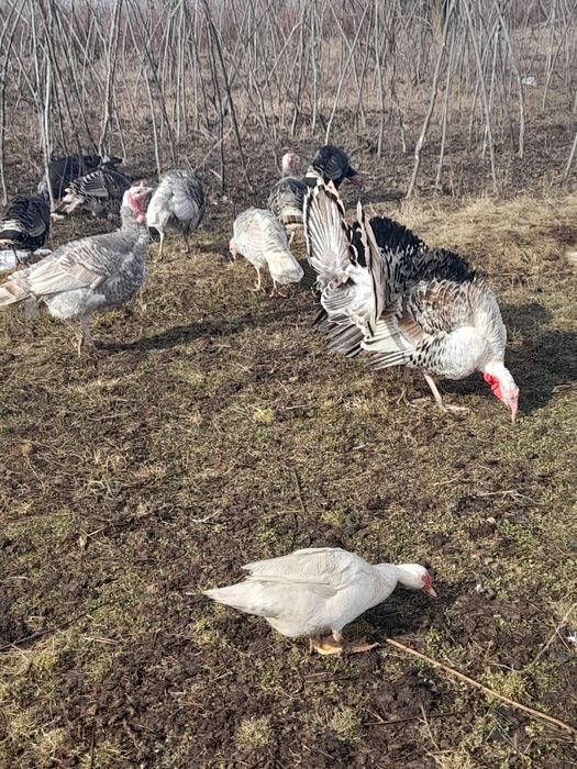 Curci si curcani de vânzare