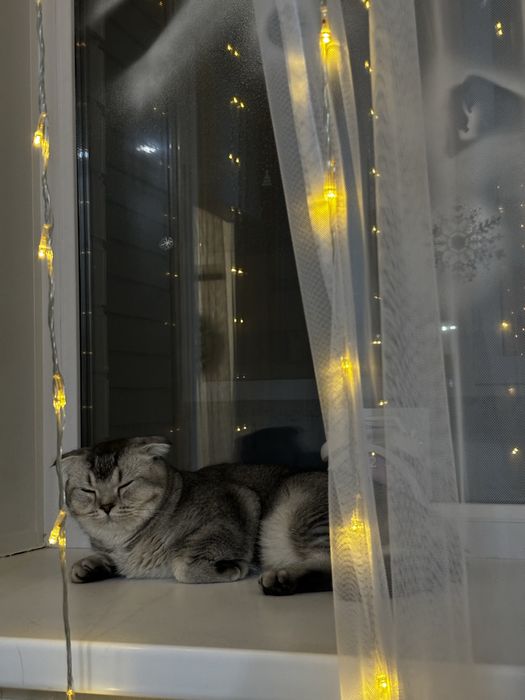 Ищем подружку для вязки