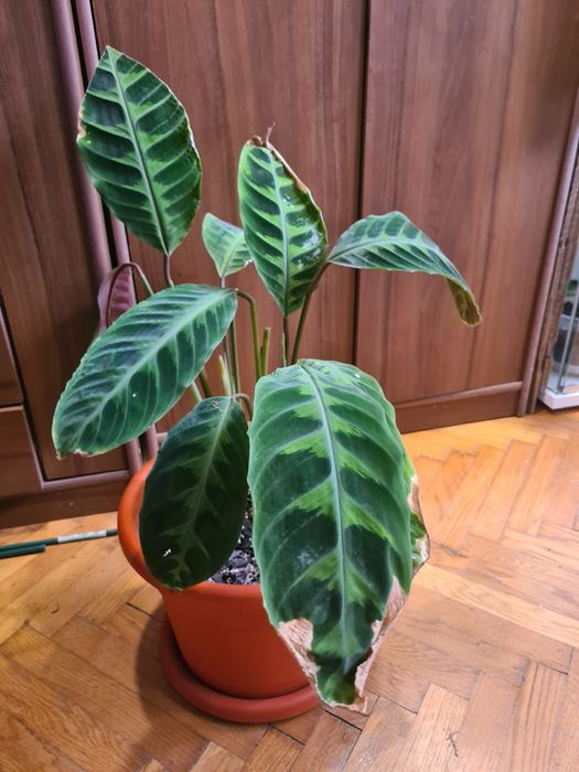 Ghiveci plantă Calathea
