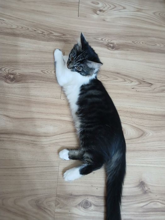 Котёнок.  Животные