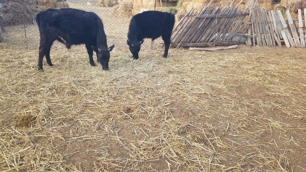 Үш бұқа бір қашар төрт бас бірге сатылады