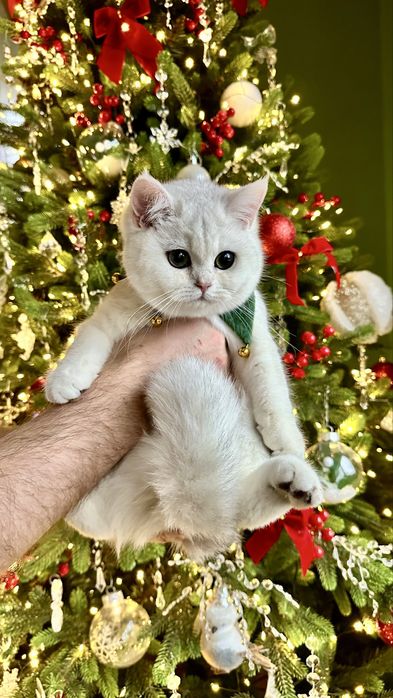 Fetita British Shorthair Chinchilla Silver Superba! Felisa Autorizata