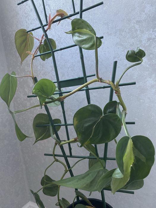 Продам цветок комнатный