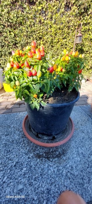 Chili/ardei iuți