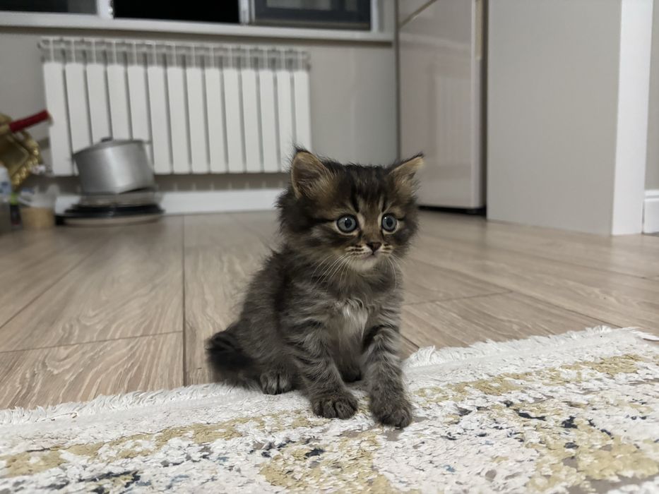 котик мальчик продается