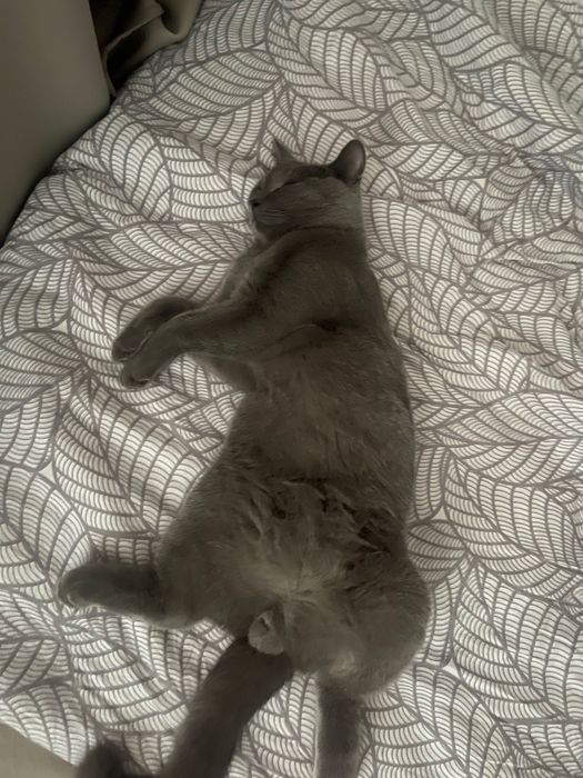 Ищем невесту для моего котика!