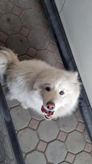 Самоед 1 годик !