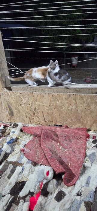 Pisicute pentru adoptie