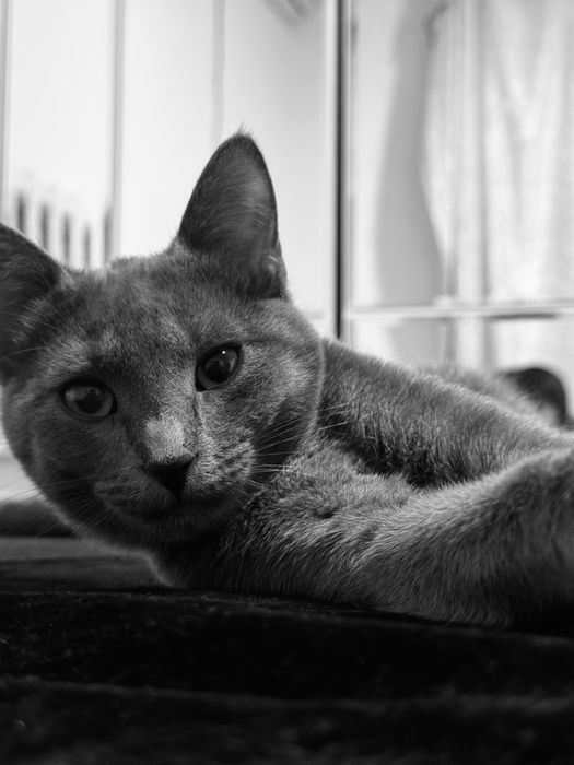 Отдам кошек в добрые руки