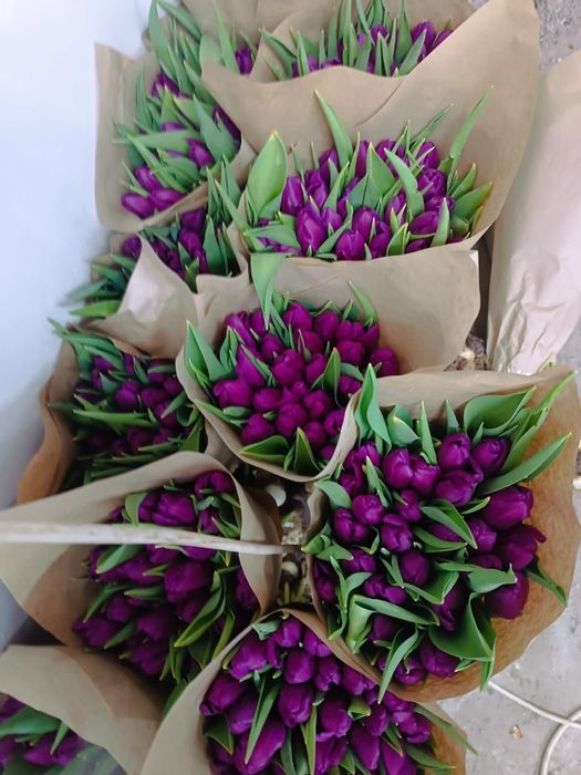 Свежие тюльпаны ПО оптовой цене